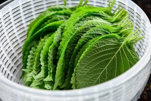 draining perilla leaves in a colander
