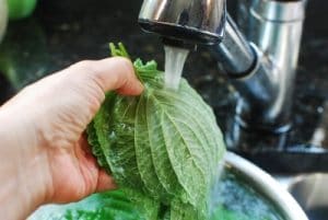Perilla leaves